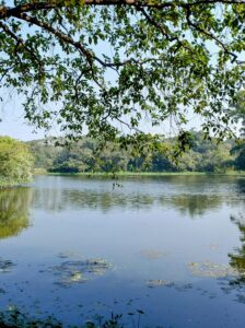 A serene lake scene with vibrant trees overhead, perfect for peaceful ambiance.